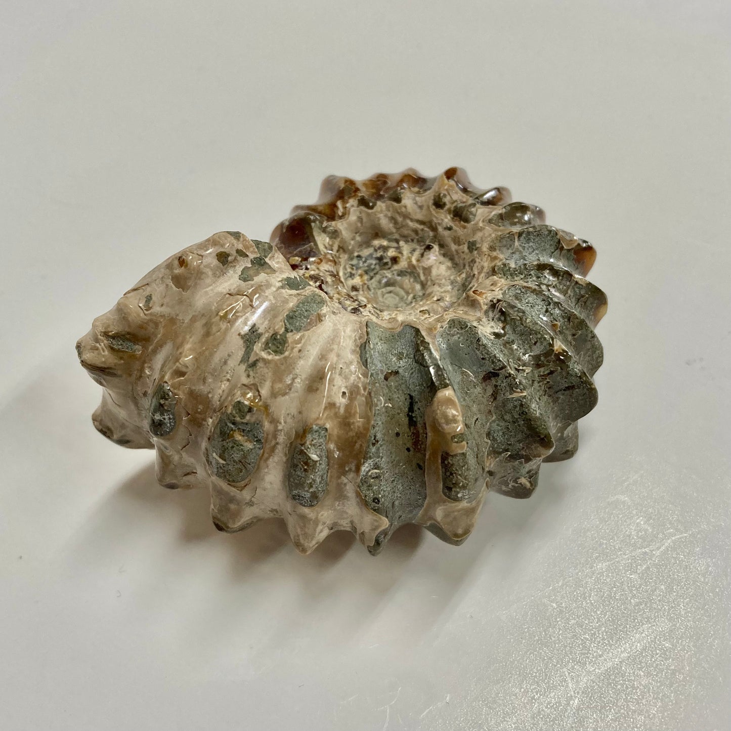 Ammonite - Douvilleiceras sp.