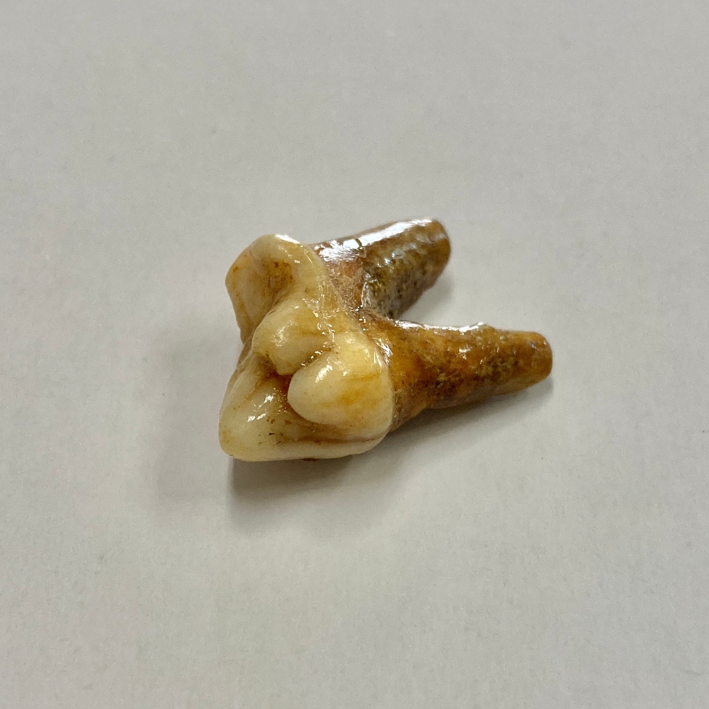 Cave Bear Molar Tooth