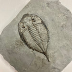 Dalmanites limulurus Trilobite