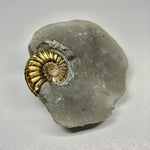 Pyritized Pleuroceras Ammonite