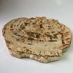 Petrified Wood - Indonesia