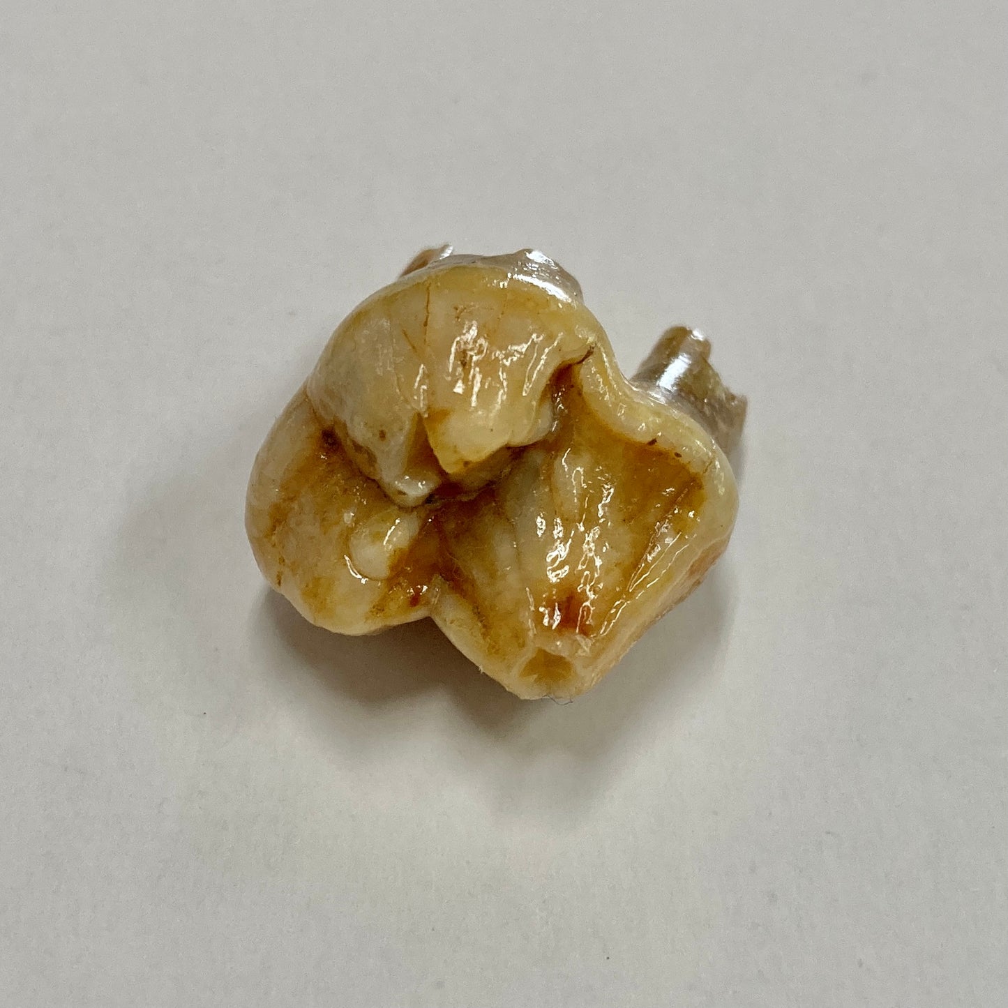 Cave Bear Premolar Tooth