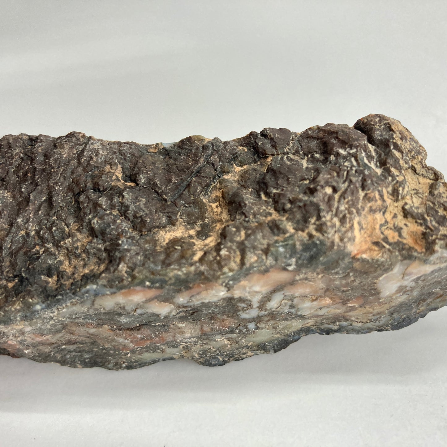 Dinosaur Coprolite