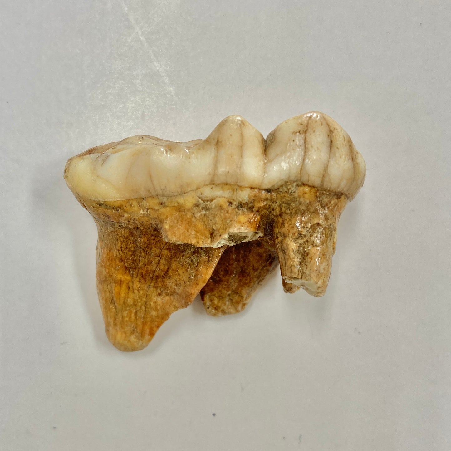 Cave Bear Molar Tooth