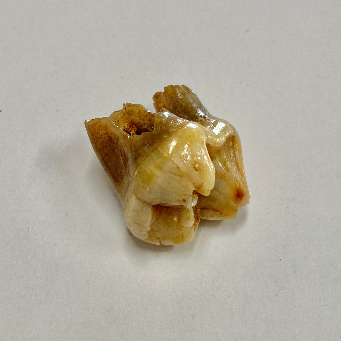 Cave Bear Premolar Tooth