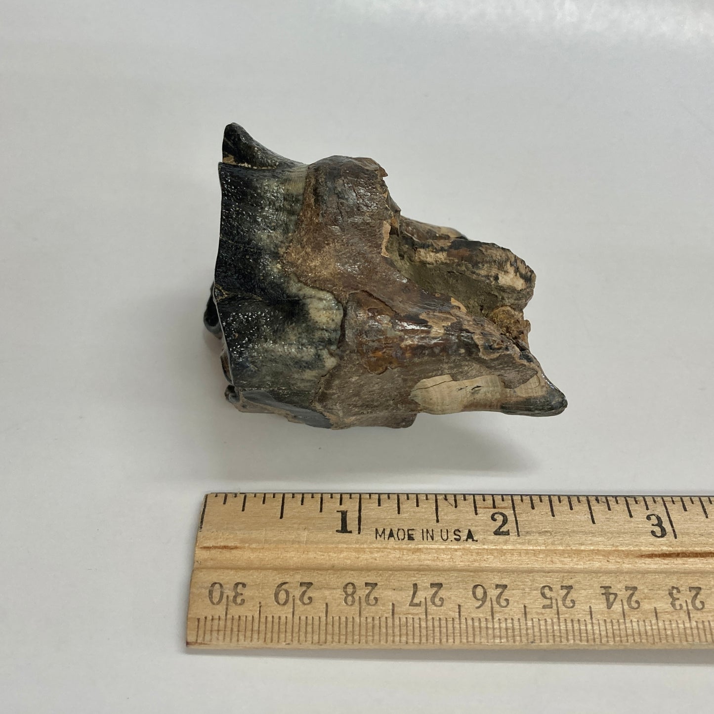 Woolly Rhinoceros Tooth