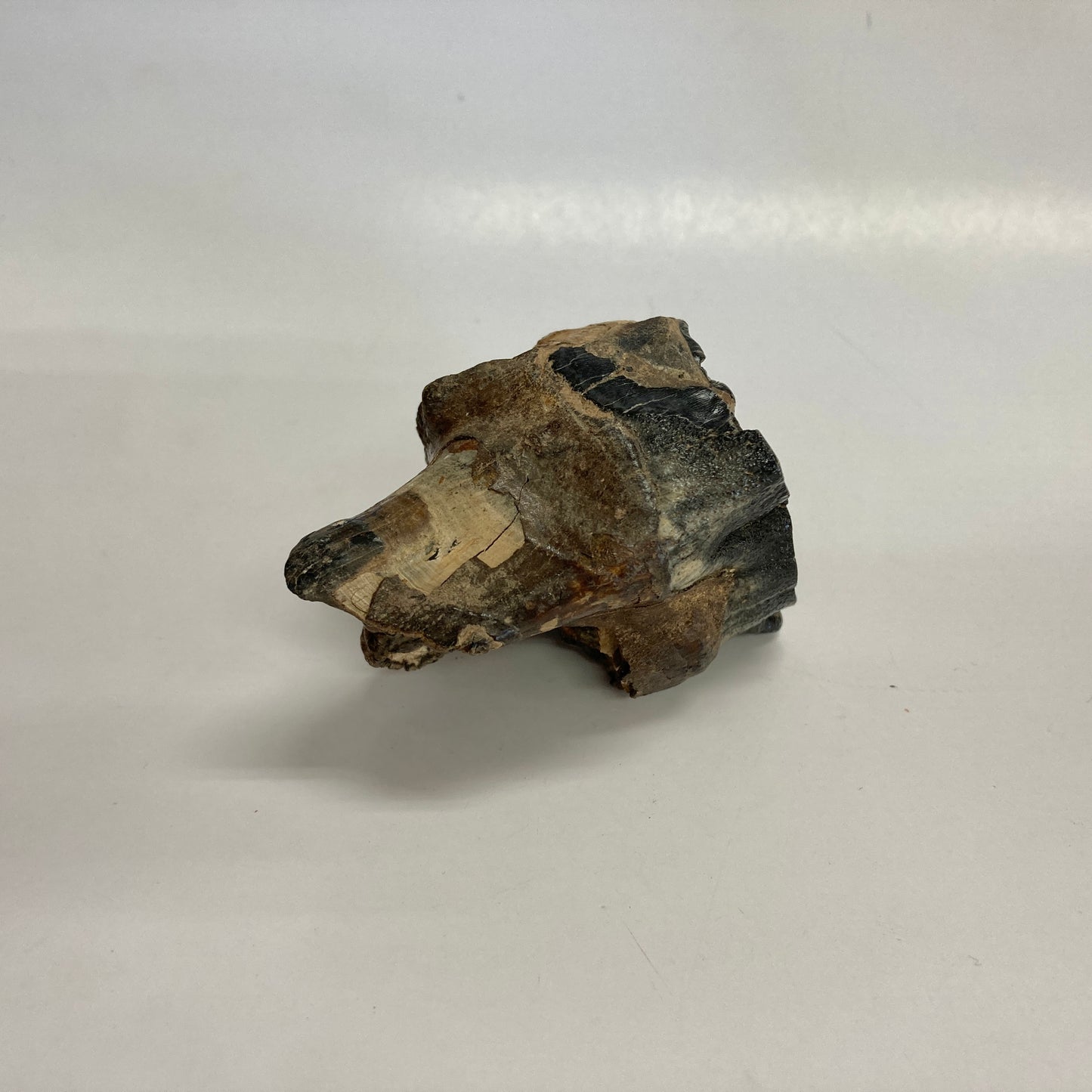 Woolly Rhinoceros Tooth