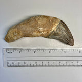 Zygorhiza kochii Whale Tooth - Incisor