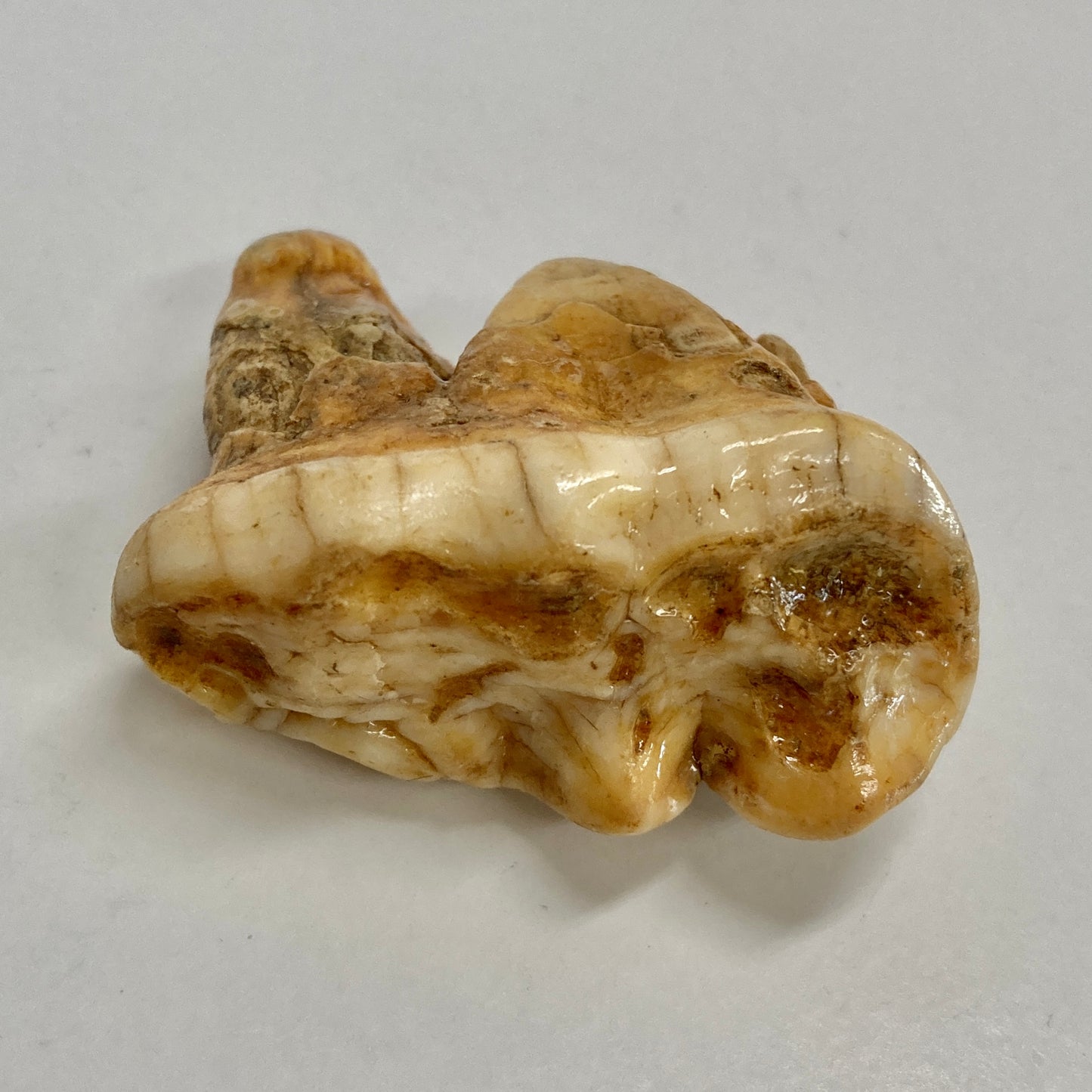 Cave Bear Molar Tooth