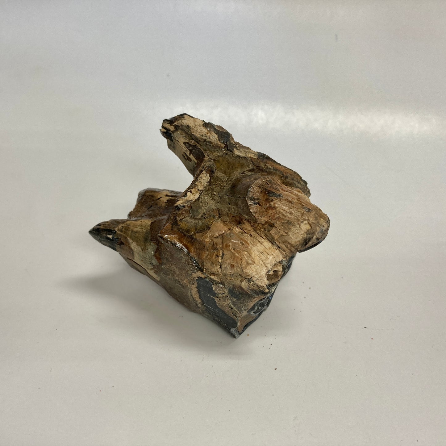 Woolly Rhinoceros Tooth