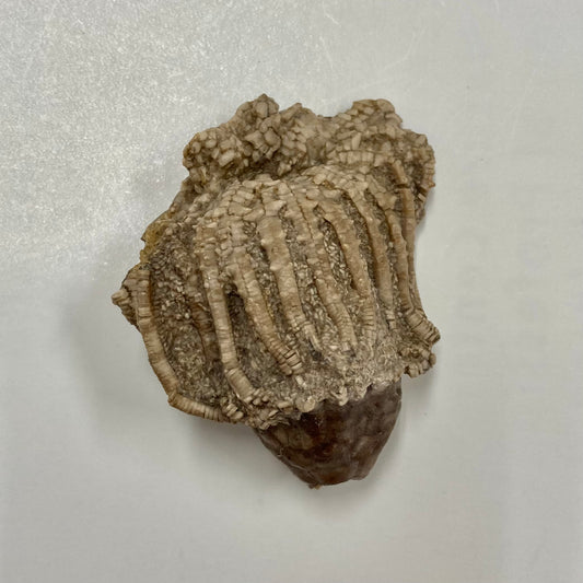 Crinoid - Eretmocrinus tentor