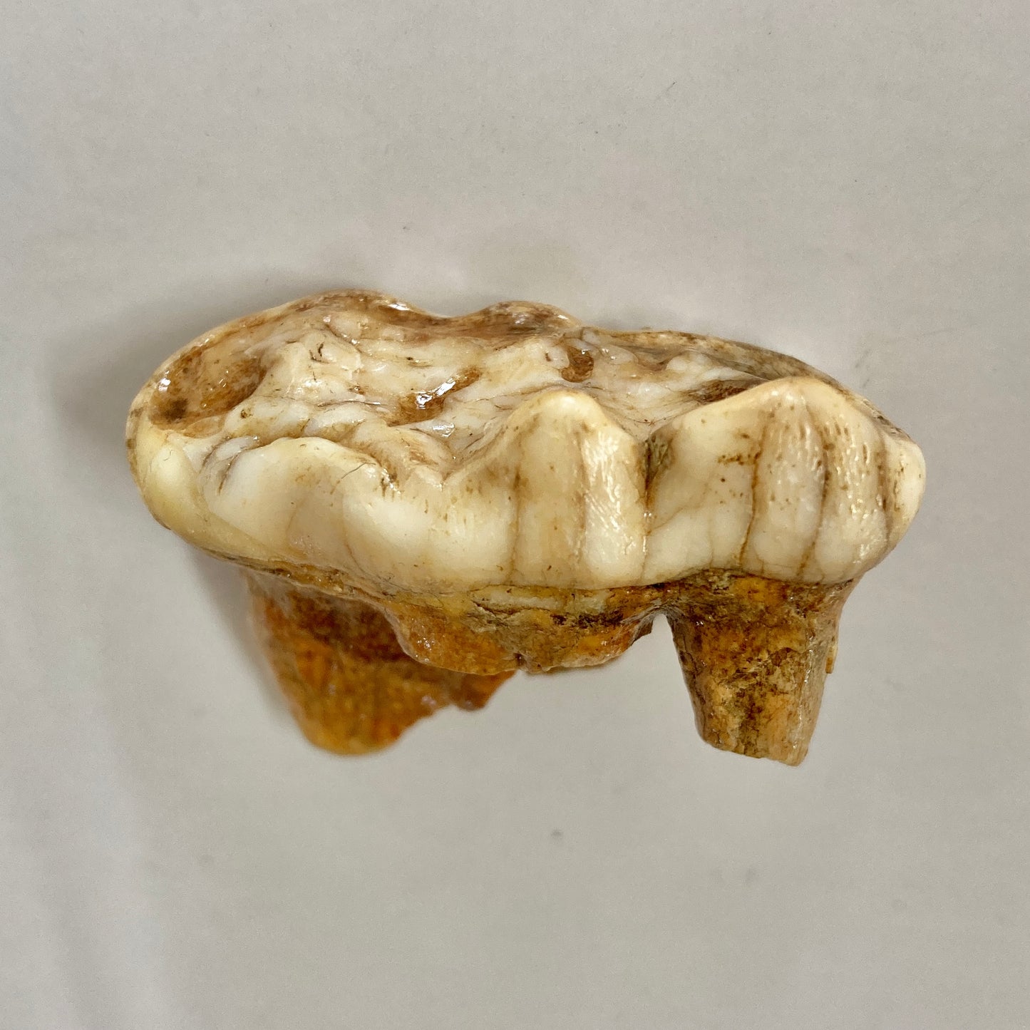 Cave Bear Molar Tooth