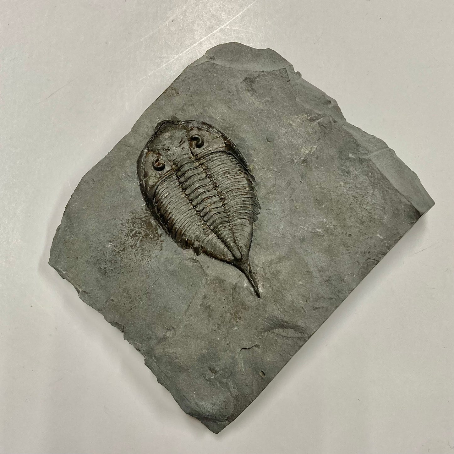 Dalmanites limulurus Trilobite