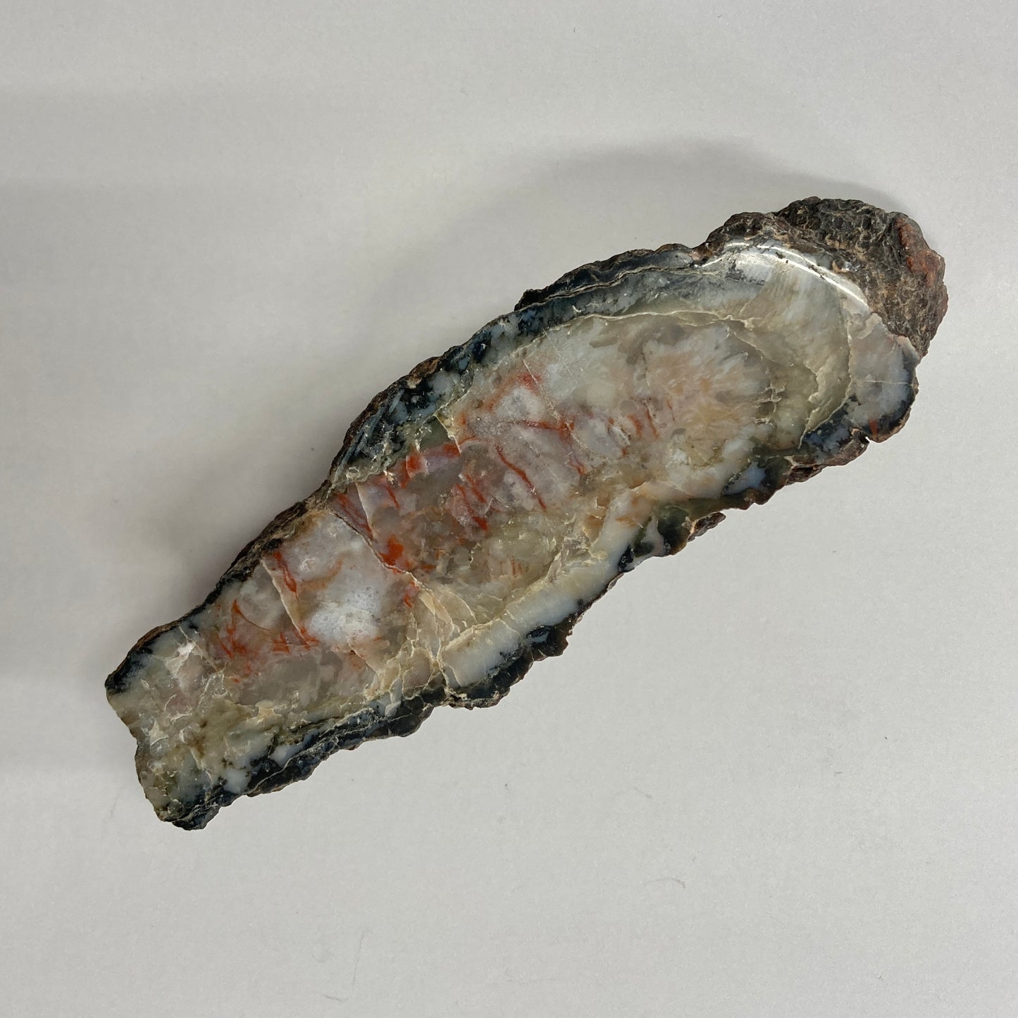 Dinosaur Coprolite