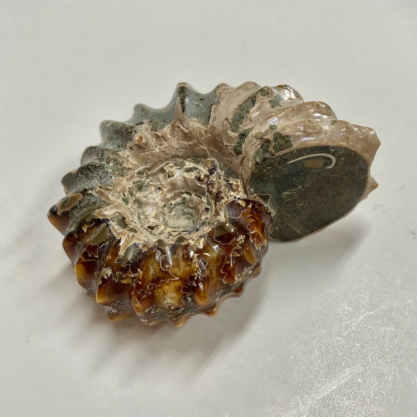 Ammonite - Douvilleiceras sp.